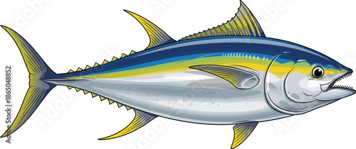 Realistic tuna fish vector illustration isolated on white background for seafood, fishing, marine life and ocean designs