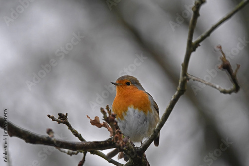 An closeup shot of an European robin bird, Erithacus rubecula, sitting on a branch with grey blurred background. Photo taken in winter, near Zandvoort, Netherlands.