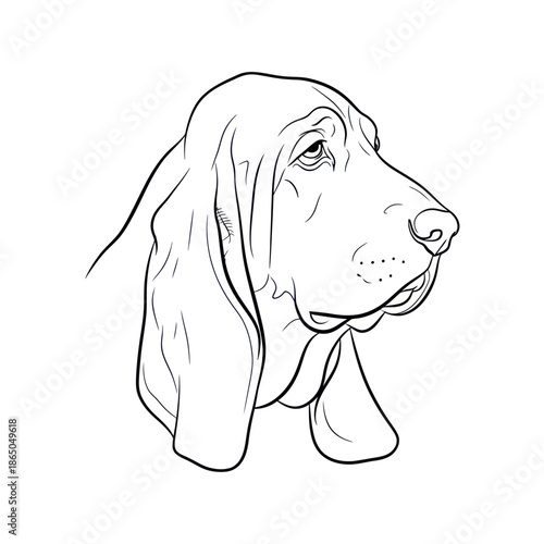 Detailed Line Art Portrait of a Bloodhound Dog.