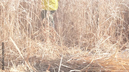 Wallpaper Mural 茅刈をする様子 Torontodigital.ca