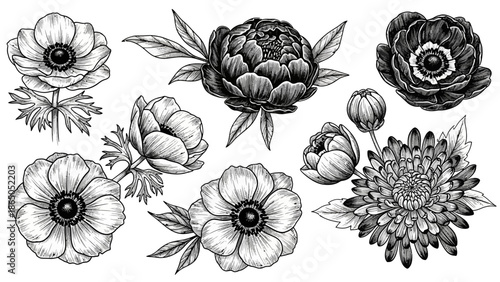 Detailed monochrome floral sketches: elegant anemones, peony, and chrysanthemum arrangement