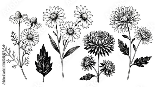 Elegant botanical illustration featuring diverse flower arrangements in delicate lines