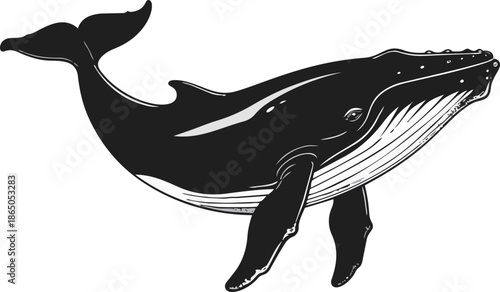 Whale Silhouette Vector Illustration