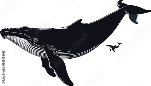Whale Silhouette Vector Illustration
