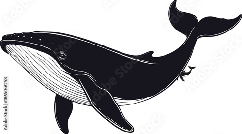 Whale Silhouette Vector Illustration