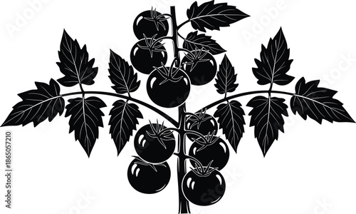 Black and white cherry tomato vine vector illustration, organic garden vegetable plant with serrated leaves, branch of ripe tomatoes for farm logo, silhouette.