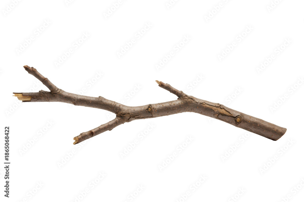 Fototapeta premium Delicate branch with delicate details and soft lighting showcasing natural textures