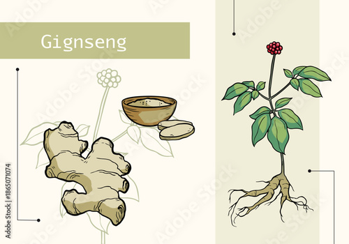 Botanical illustration of ginseng