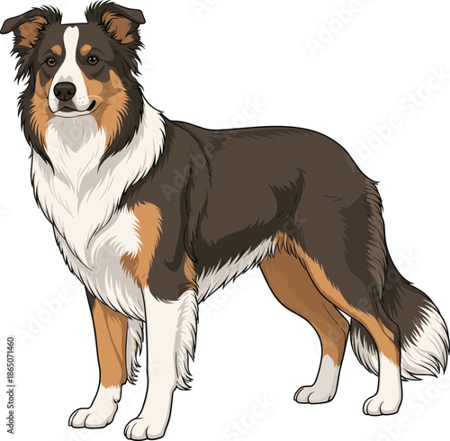 Detailed vector illustration of a beautiful tricolor Border Collie dog standing alertly on a white background for pet lovers