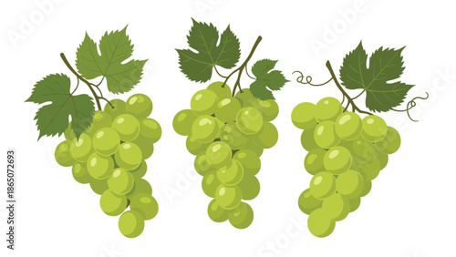 Delightful trio of fresh, luscious green grape bunches, each with vibrant leaves and curling tendrils, symbolizing healthy eating, natural produce, and the bounty of a vineyard.