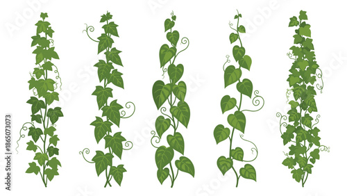 Collection of five distinct, vertically oriented ivy vines, each featuring lush green leaves and delicate curling tendrils, ideal for botanical designs and natural decor elements.