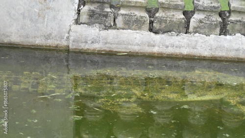 A top-down view of a white crocodile partially submerged in murky, moss-covered water, highlighting its textured scales and powerful form. The scene evokes a sense of wildness and danger.