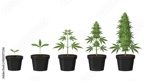Visual representation of the cannabis plant's growth cycle, from a tiny seedling to a mature, budding plant, shown in five distinct stages within pots, illustrating cultivation.