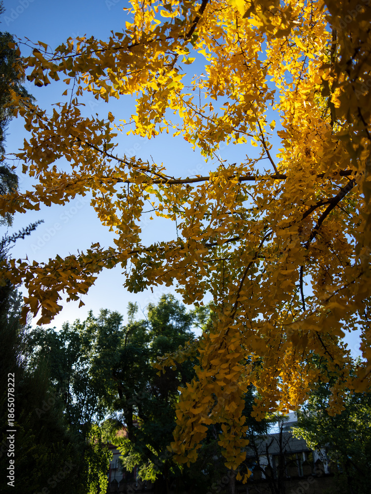 Fototapeta premium Yellow Leaves