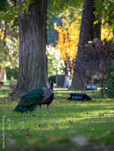 Peacock
