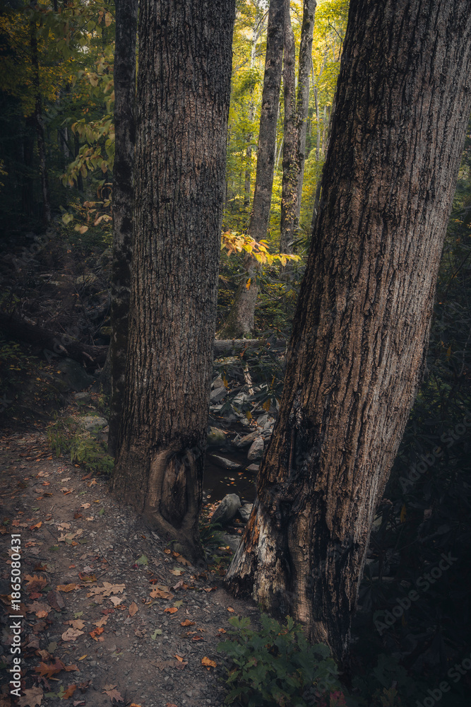 Fototapeta premium Photos taken in the Great Smoky Mountains National Park on a beautiful and sunny autumn day.