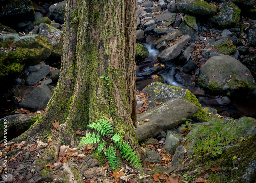 Fototapeta premium Photos taken in the Great Smoky Mountains National Park on a beautiful and sunny autumn day.
