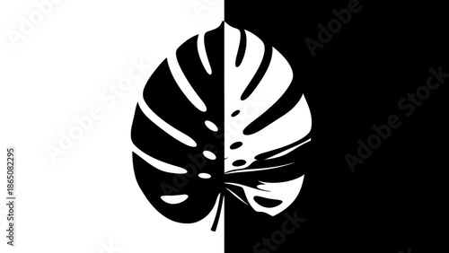 Monstera leaf silhouette in split black and white background, isolated