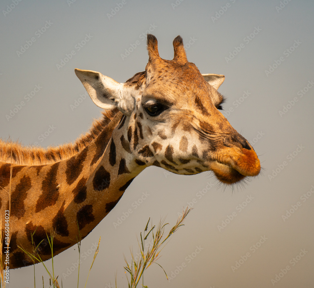 Obraz premium Giraffe Portrait in Murchison Falls National Park, Uganda