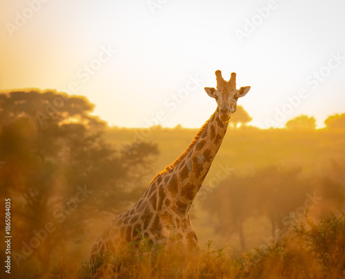 Photography Giraffe at Sunrise with Visible Details, Murchison Falls National Park, Uganda