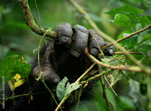 Gorilla Hand Grasping a Branch in the Biwindi Forest, Uganda.