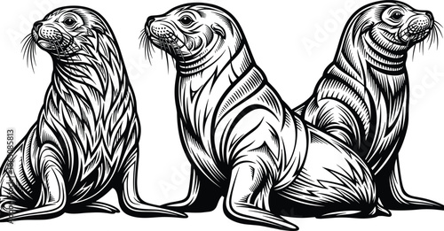 Sea lion vector illustration collection, black and white marine mammal artwork, detailed engraving style wildlife design for logo, tattoo, emblem, and nature projects