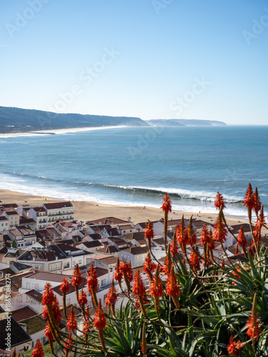 Flowers in front of ocean