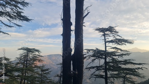 Majestic Mountain Range Towering Behind a Detailed Tree with Bare Branches in a Bright Daylight Landscape Vista