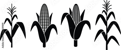 Four corn stalks in varying growth stages black and white on transparent background silhouette