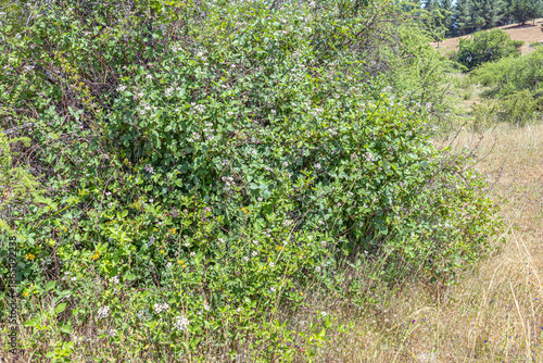 Foto The blackberry shrub of the genus Rubus is a perennial plant of the rose family, known for its sarmentose stems and edible black fruits