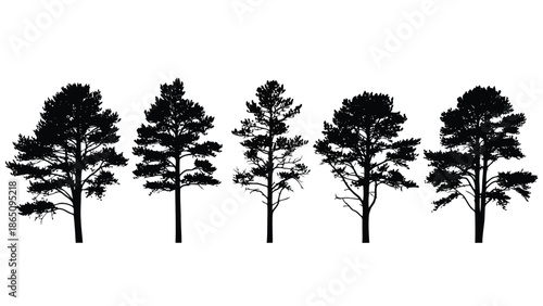 Silhouettes of coniferous trees against a bright white background