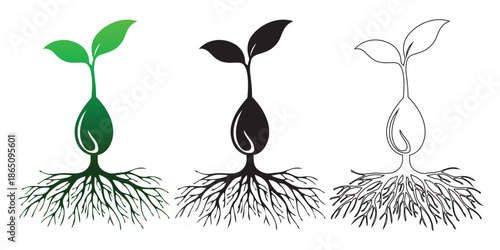 Seedling growth stages with roots sprout from seed, illustration vector concept