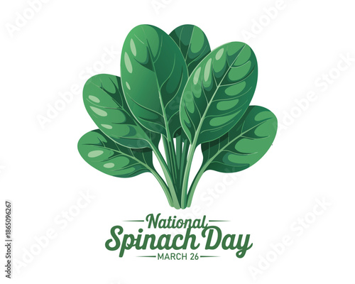 Vector illustration, fresh spinach leaves isolated on white background, as a banner, poster or template, national spinach day.