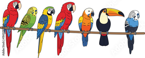 Colorful tropical birds collection vector illustration, parrots macaws toucan and budgies sitting on a wooden branch isolated on white background,