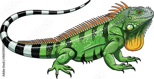 Detailed green iguana lizard with striped tail isolated on white background, cad drawing flat vector illustration for tropical wildlife design