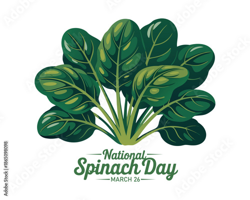 Vector illustration, fresh spinach leaves isolated on white background, as a banner, poster or template, national spinach day.