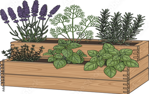 Fresh culinary herbs growing in wooden planter box vector illustration, lavender rosemary basil and thyme for home garden kitchen decor,