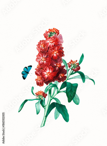 Handmade botanical flower illustration, natural plant art isolated on white watercolor paper background, decorative floral print.