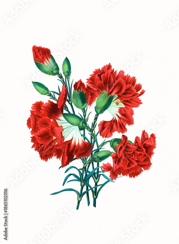 Handmade botanical flower illustration, natural plant art isolated on white watercolor paper background, decorative floral print.