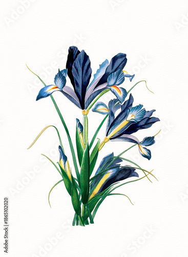 Handmade botanical flower illustration, natural plant art isolated on white watercolor paper background, decorative floral print.