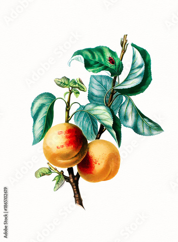 Handmade botanical fruit illustration, natural plant art isolated on white watercolor paper background, decorative floral print.