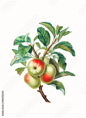 Handmade botanical fruit illustration, natural plant art isolated on white watercolor paper background, decorative floral print.