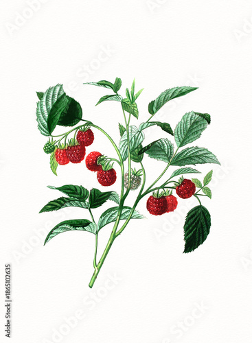 Handmade botanical fruit illustration, natural plant art isolated on white watercolor paper background, decorative floral print.