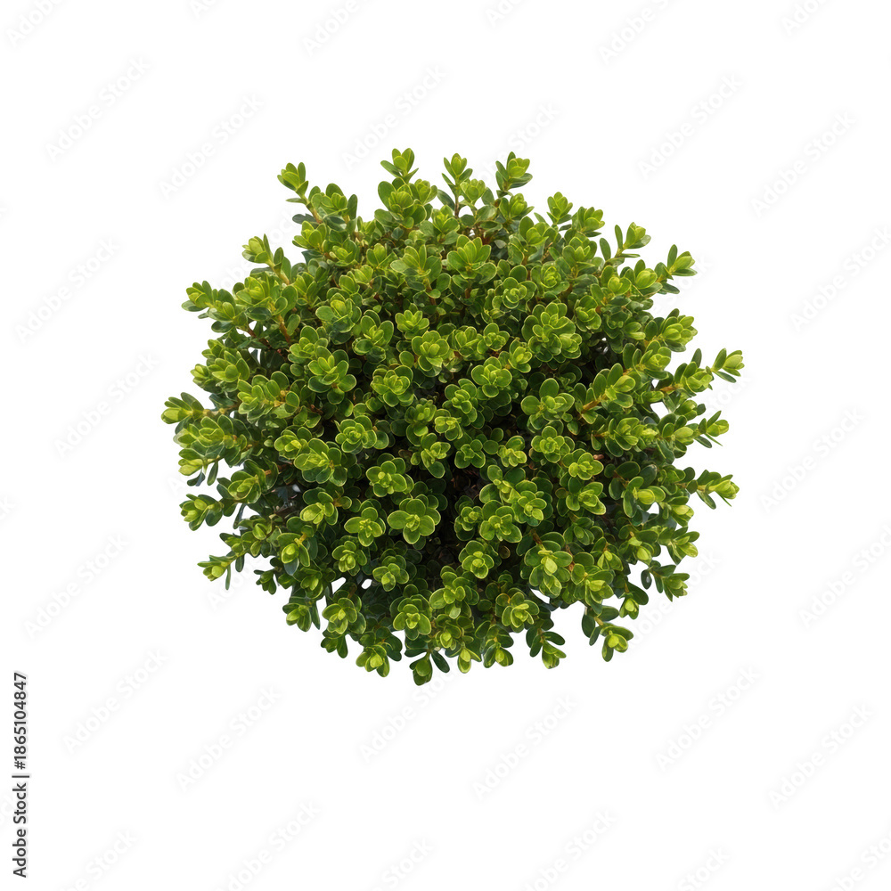 Obraz premium Round green bush with small leaves png transparent background isolated on black background plant foliage