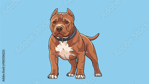 Powerful brown pitbull dog standing with a white chest patch and a black collar against a solid blue background.