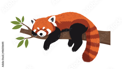 Cute red panda sleeping peacefully while lying across a tree branch with green leaves on white background.