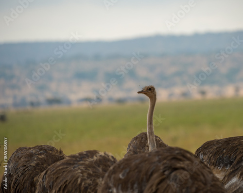 Single Ostrich or Struthio camelus, neck and head held high looking left against a green background