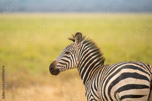 Single zebra looking to left with blurred green grass in background., Serengeti National Park, Tanzania