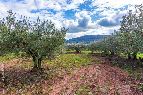 The Camino de Santiago passes through olive fields near Cirauqui, between Puente de la Reina and Estella in Spain	 