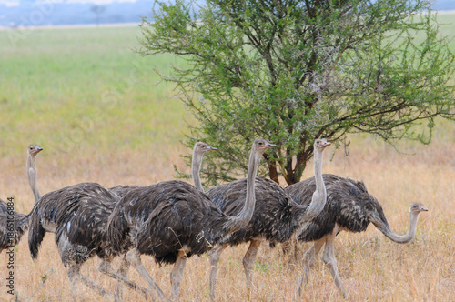 Group of Ostrich or Struthio camelus, walking to the right against a green background